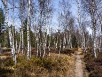 Durch lichten Birkenhain im Moor